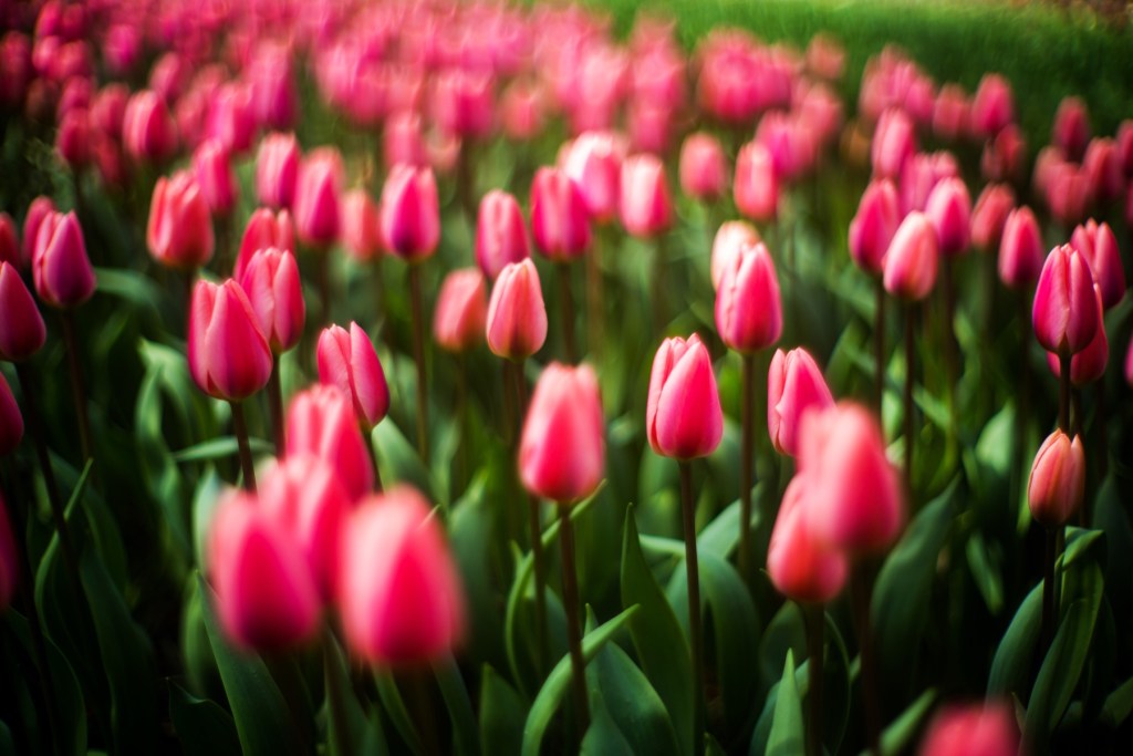 Amsterdam, the Netherlands.